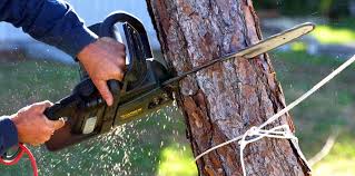Best Firewood Processing and Delivery  in Lmerton, PA
