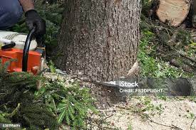 Best Lawn Pest Prevention  in Lmerton, PA