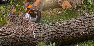 Best Hazardous Tree Removal  in Lmerton, PA