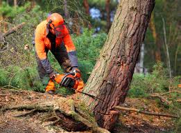 Best Emergency Tree Removal  in Lmerton, PA
