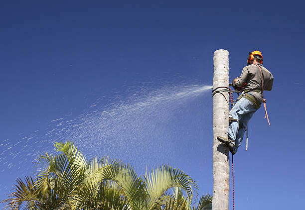 Best Tree Mulching  in Lmerton, PA