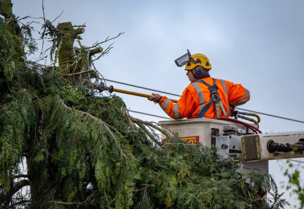 Best Tree Health Inspection  in Lmerton, PA