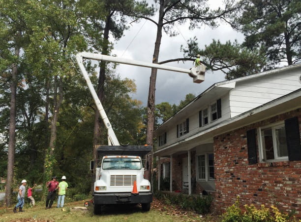 Best Fruit Tree Pruning  in Lmerton, PA