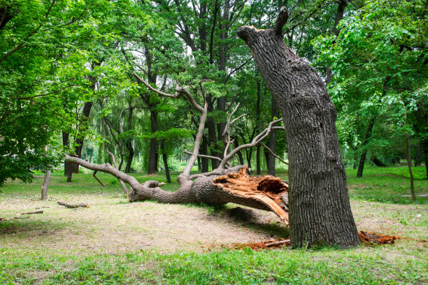 Trusted Palmerton, PA Tree Care Experts