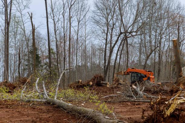 Best Tree Removal  in Lmerton, PA