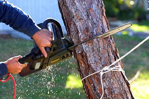 Best Tree Trimming and Pruning  in Lmerton, PA
