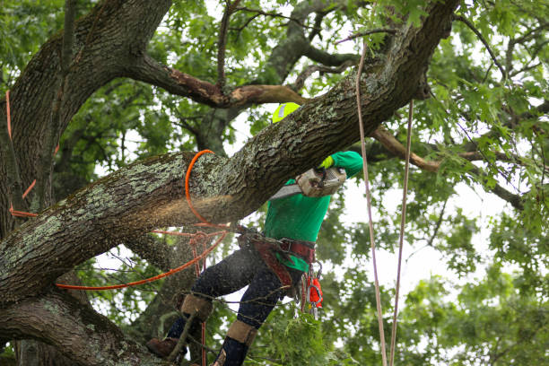 Best Utility Line Clearance  in Lmerton, PA