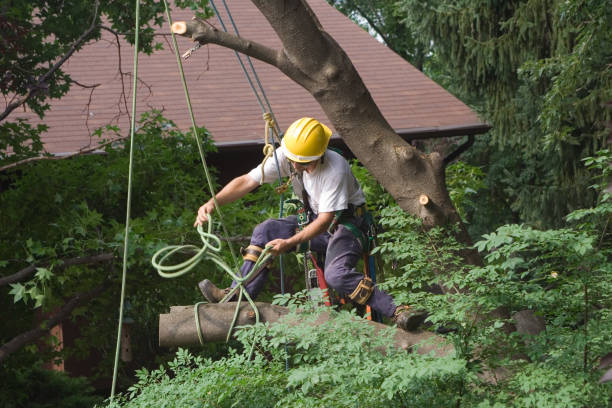 Best Tree Maintenance Programs  in Lmerton, PA