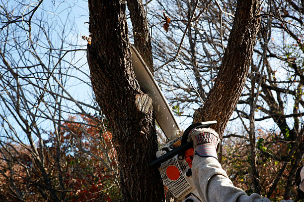 Best Tree Disease Treatment  in Lmerton, PA