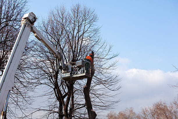 How Our Tree Care Process Works  in  Palmerton, PA